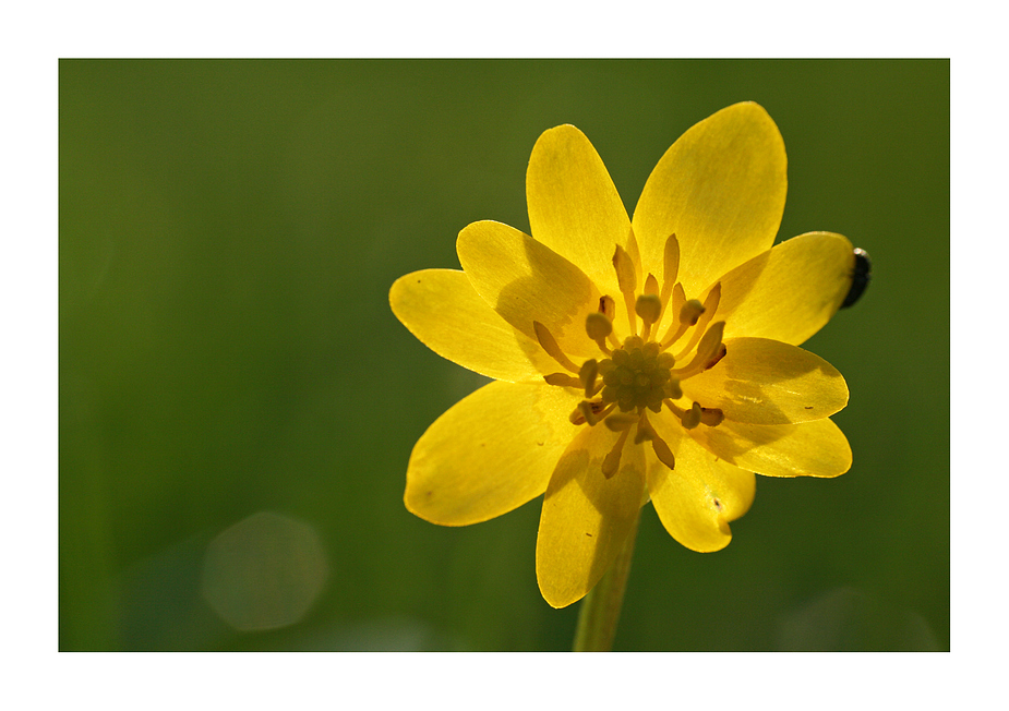 SonnenBlume...