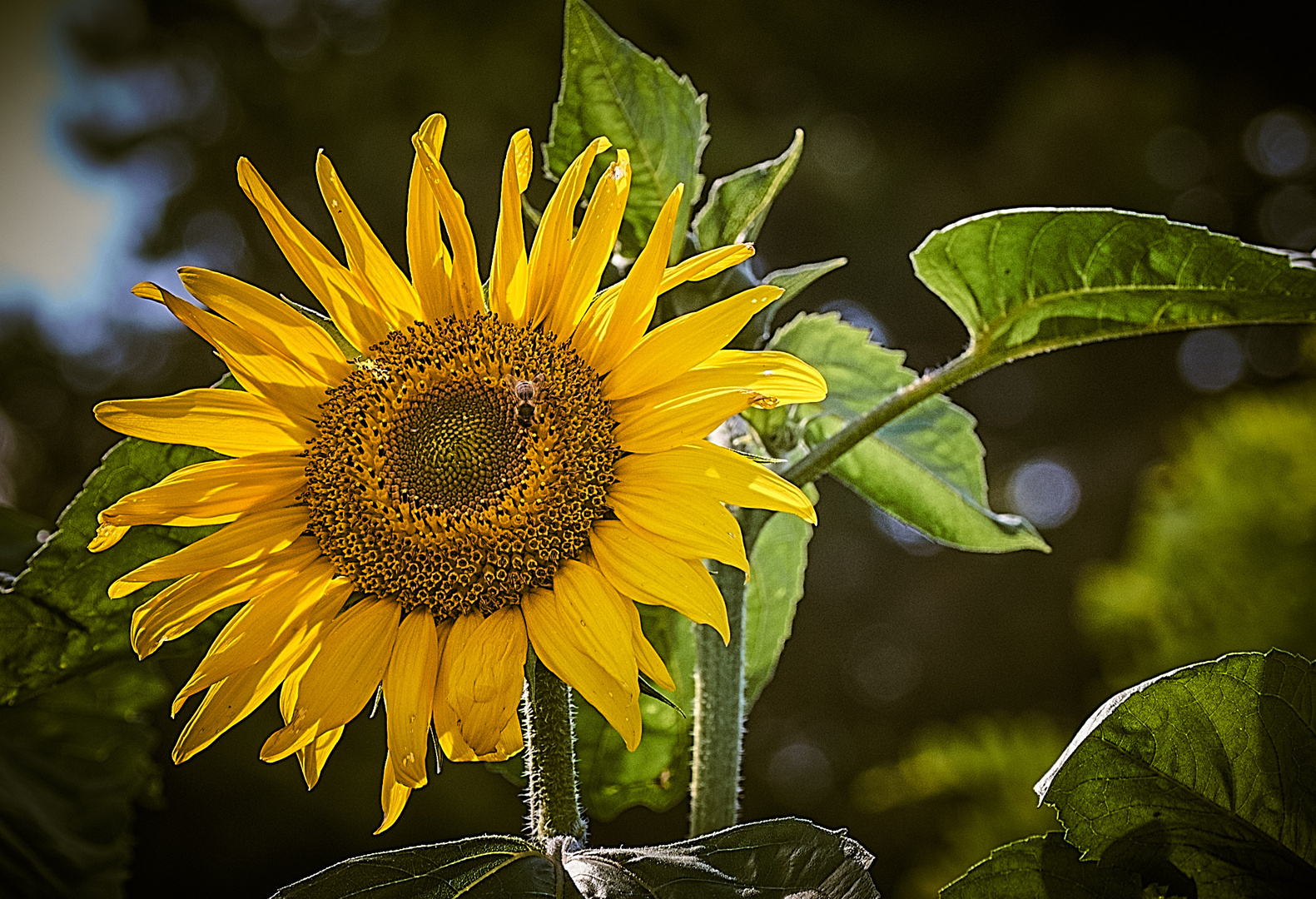Sonnenblume Foto & Bild natur, pflanzen, sommer Bilder auf