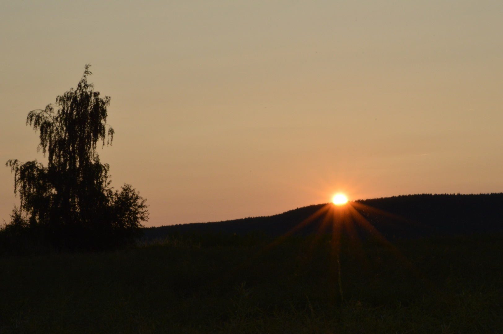 Sonnenblume