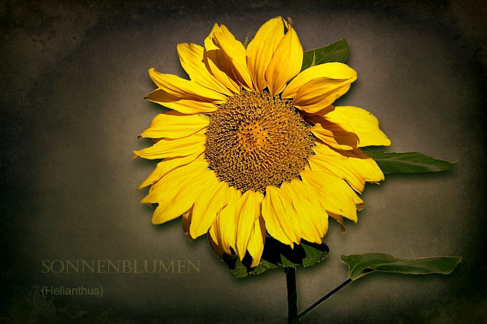 SONNENBLUME