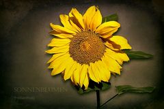 SONNENBLUME