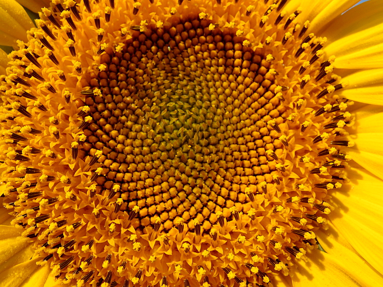 Sonnenblume 02