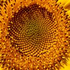 Sonnenblume 02