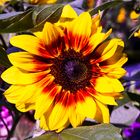 Sonnenblume 02072016 (1)