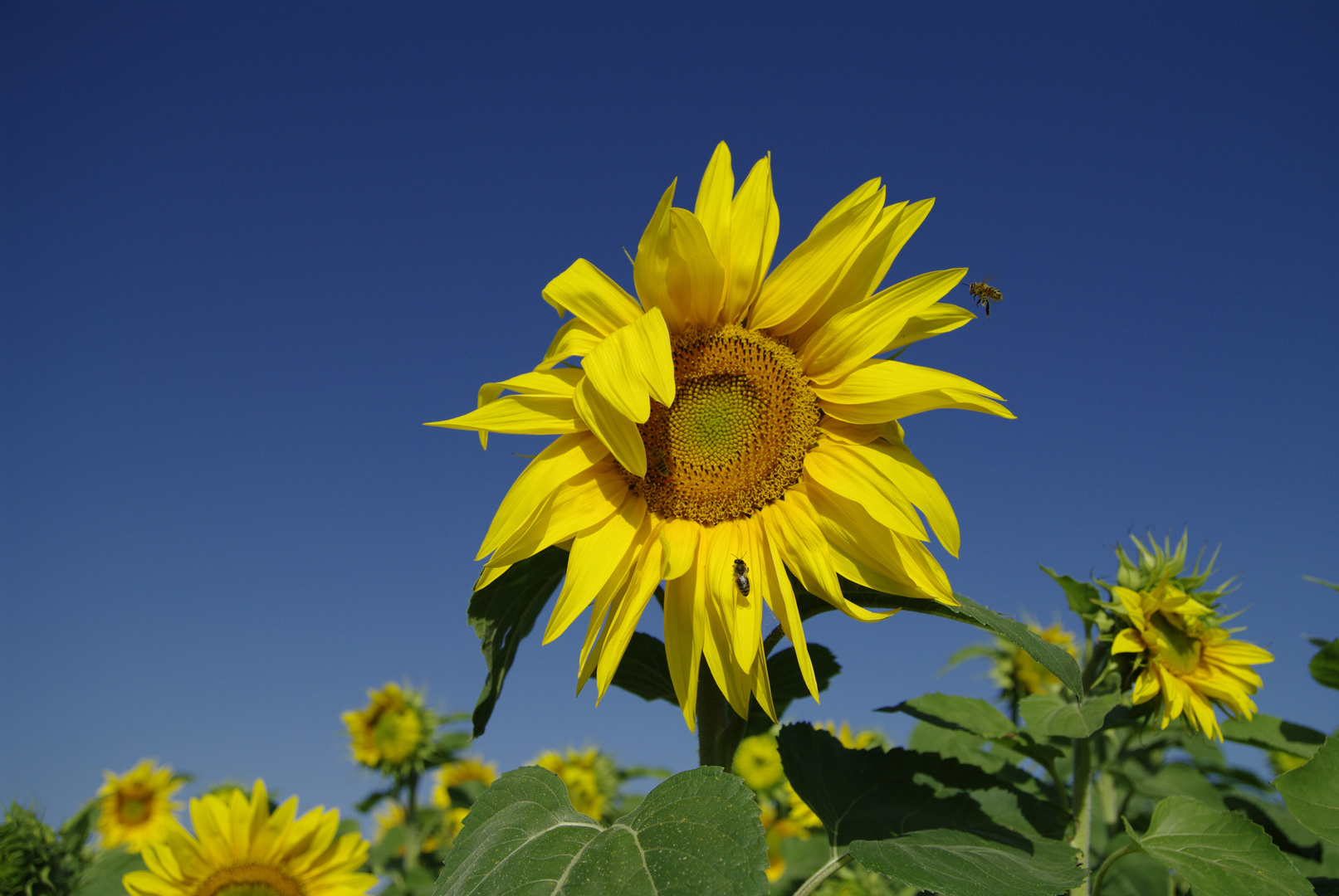 Sonnenblume