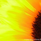 Sonnenblume