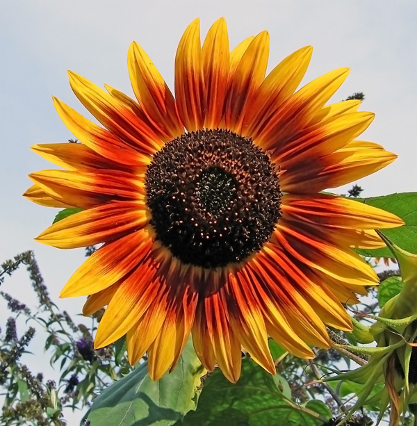 Sonnenblume