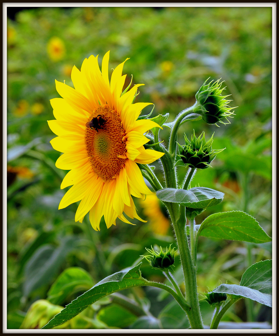 Sonnenblume