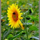 Sonnenblume