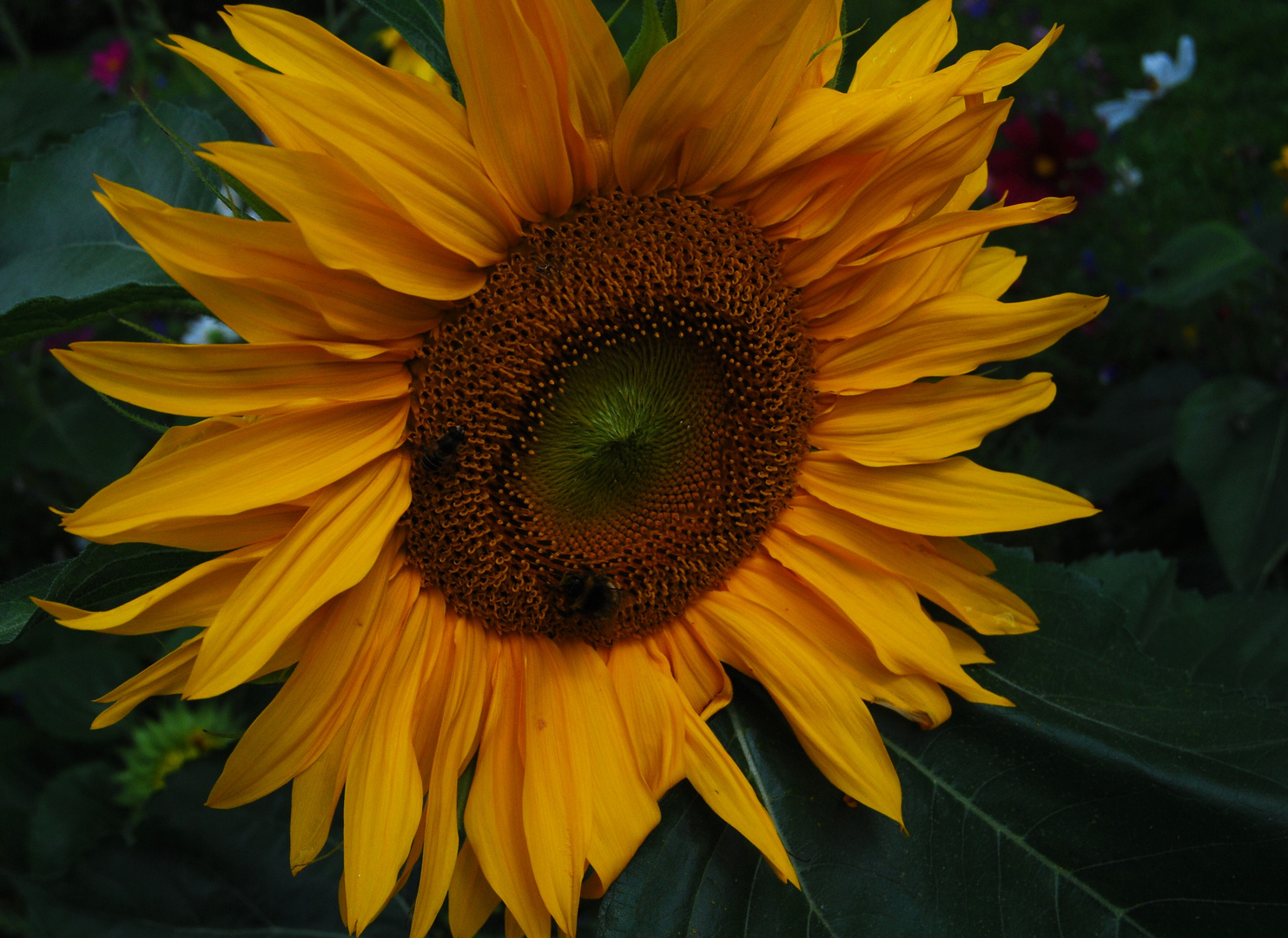 Sonnenblume