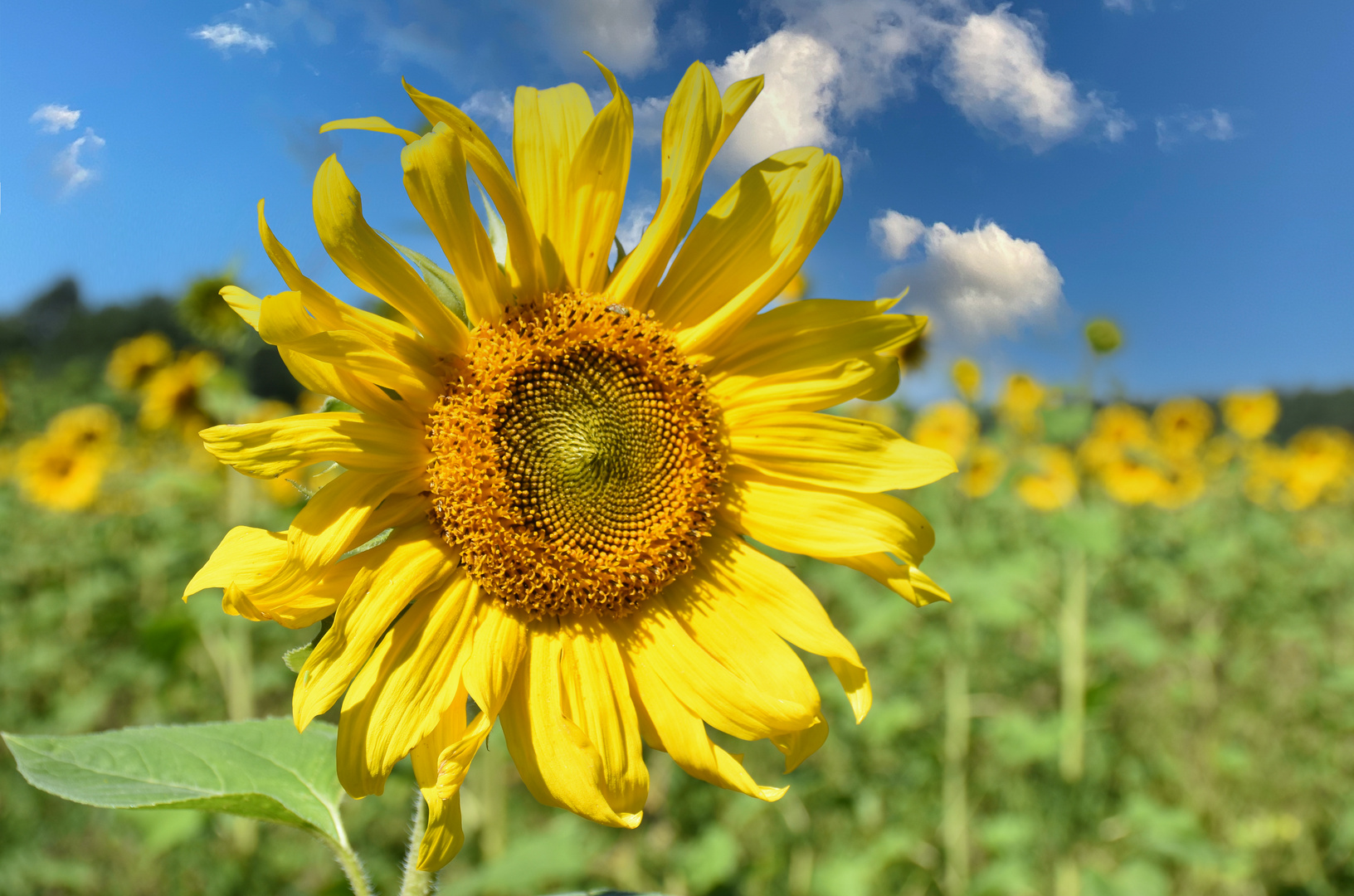 Sonnenblume