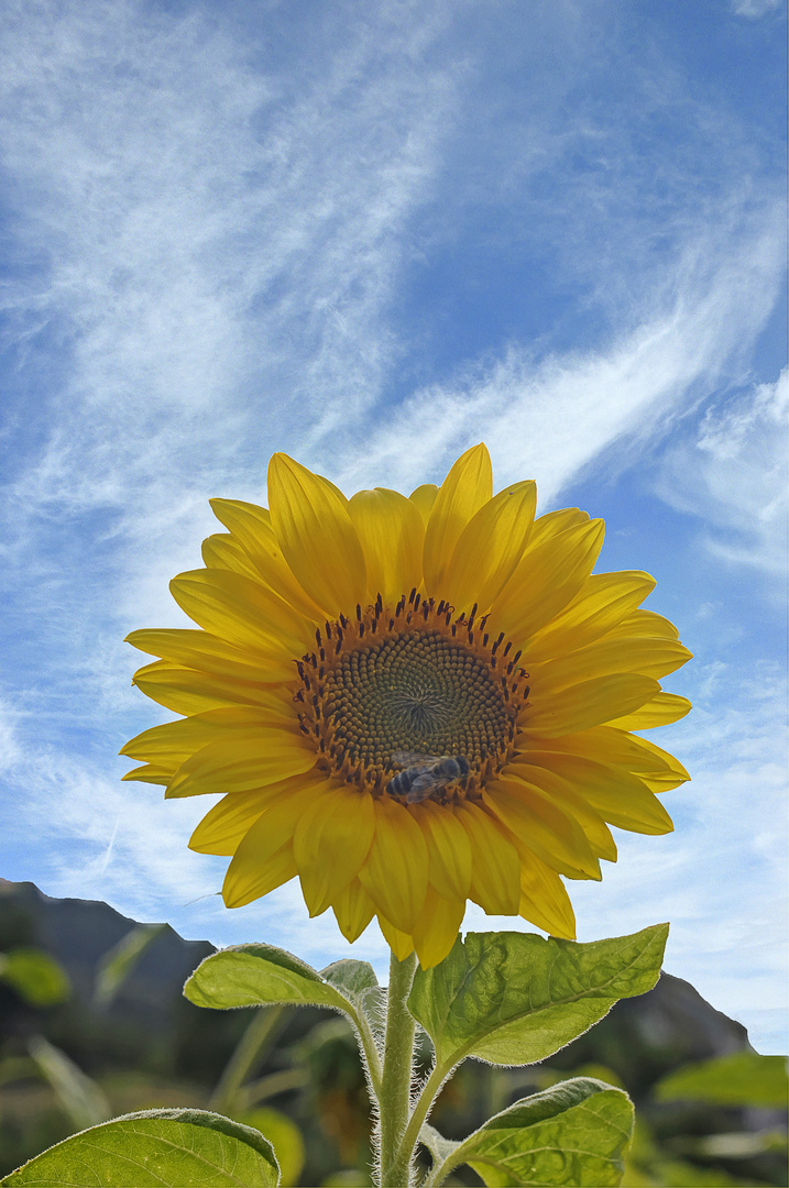 Sonnenblume