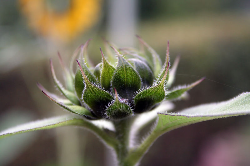 Sonnenblume