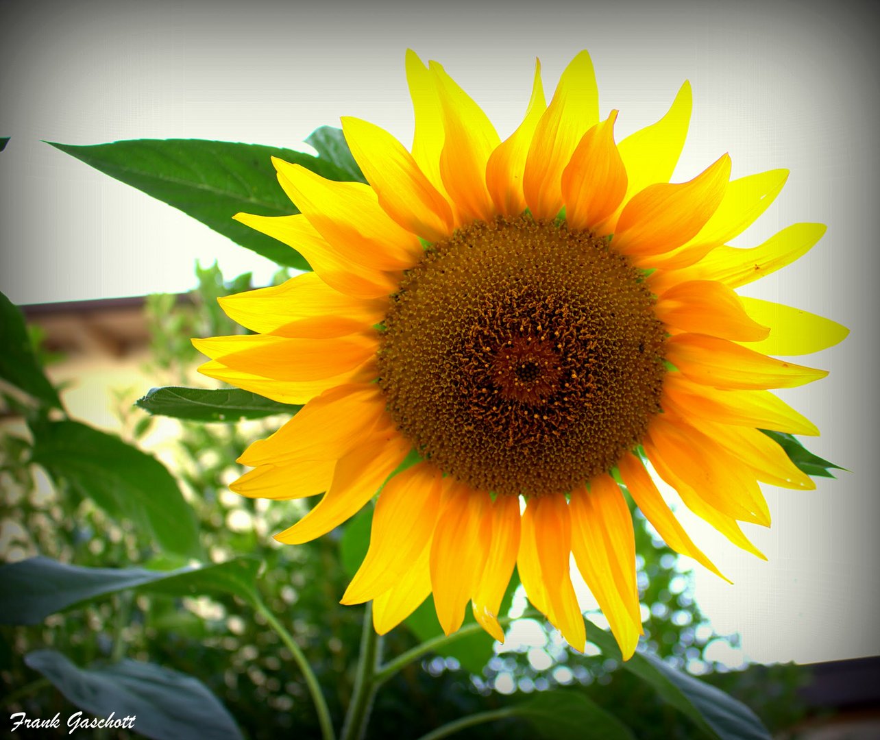 Sonnenblume