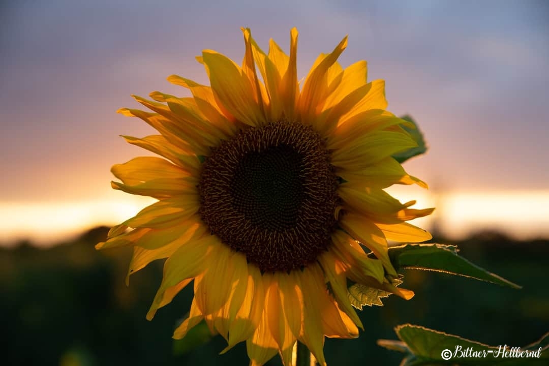 Sonnenblume