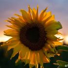 Sonnenblume