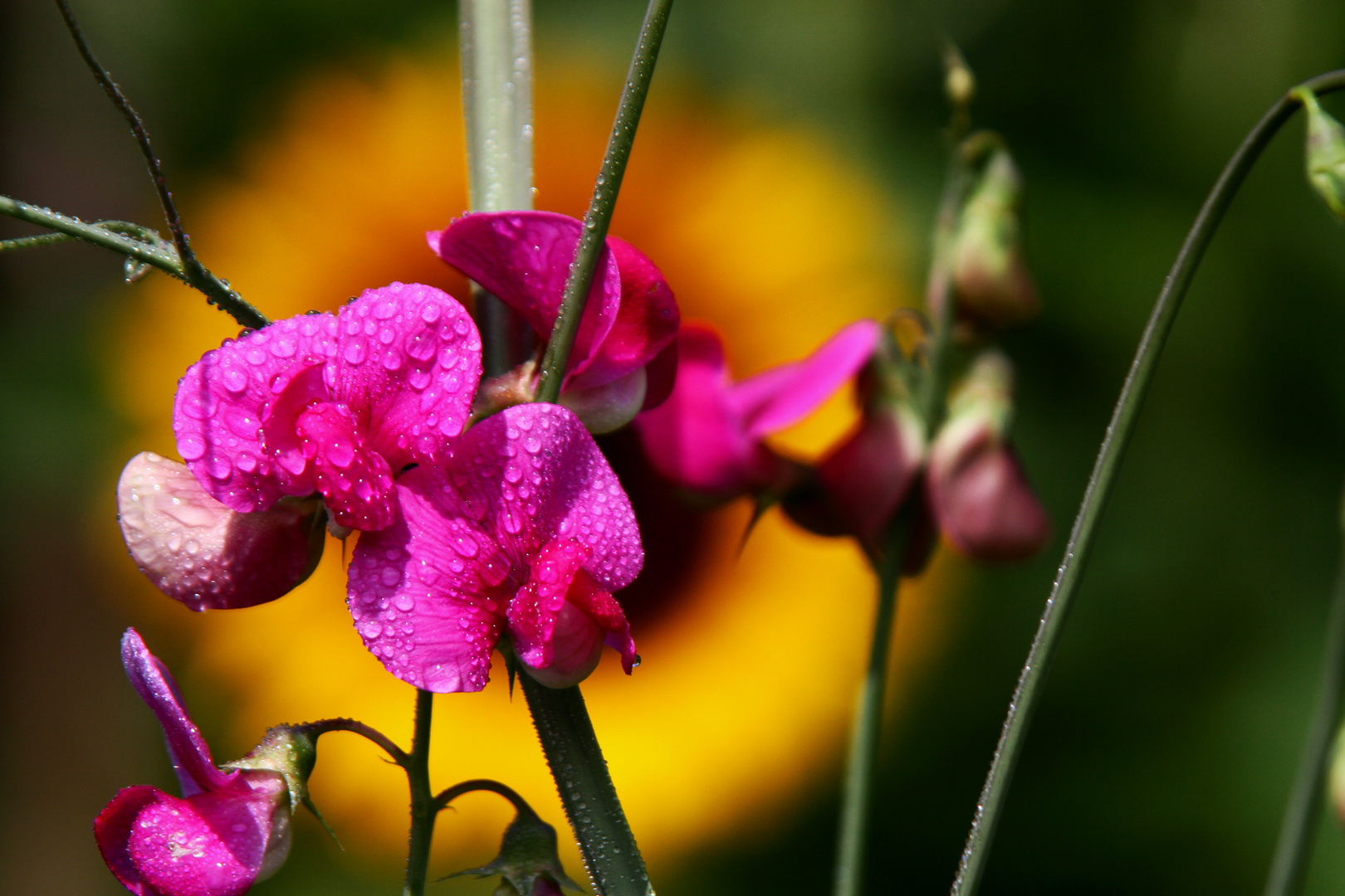 Sonnenblume.....