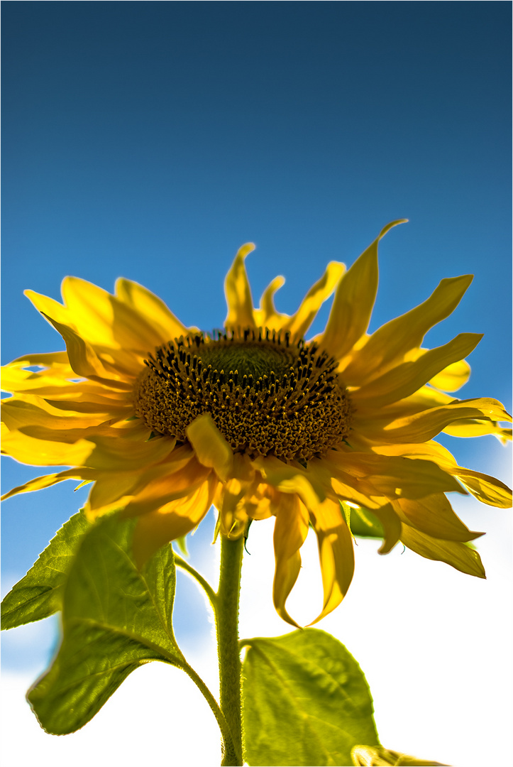 Sonnenblume