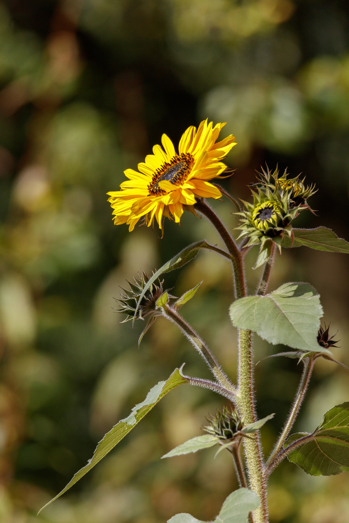 Sonnenblume-0624