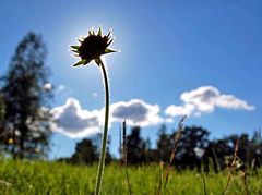 sonnenblume