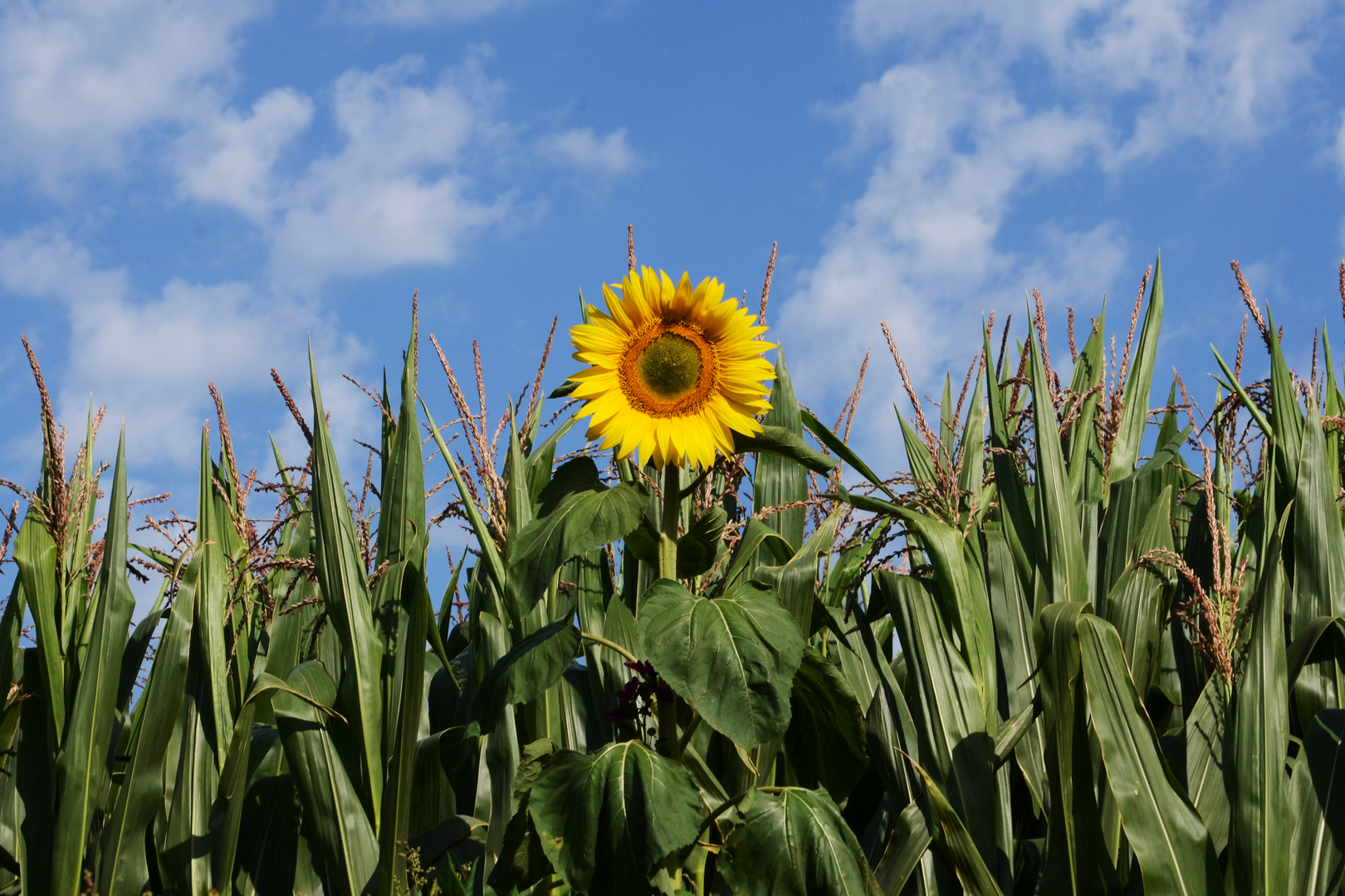 Sonnenblume