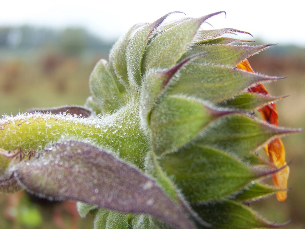 sonnenblume `09 im herbst