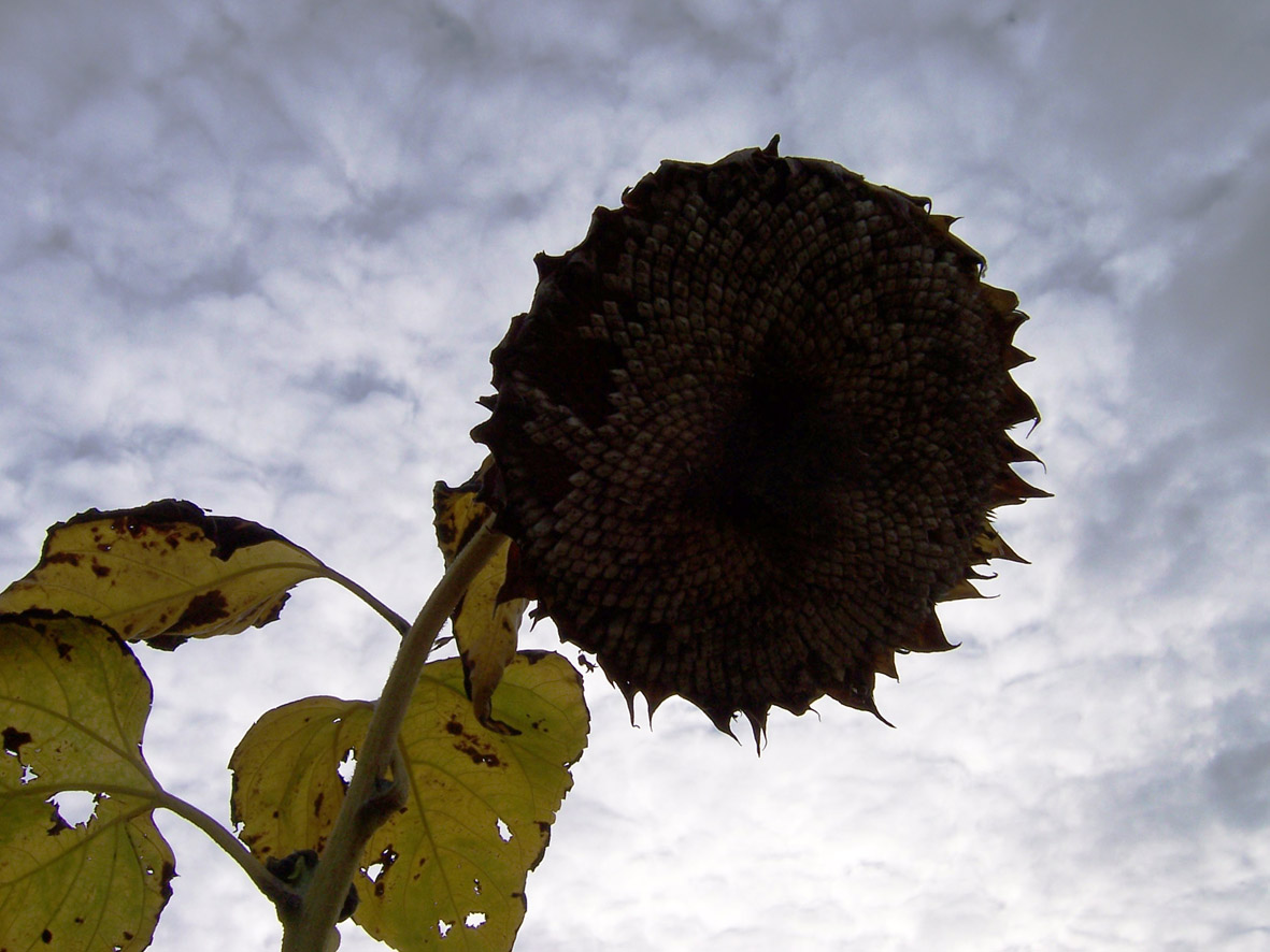 Sonnenblume