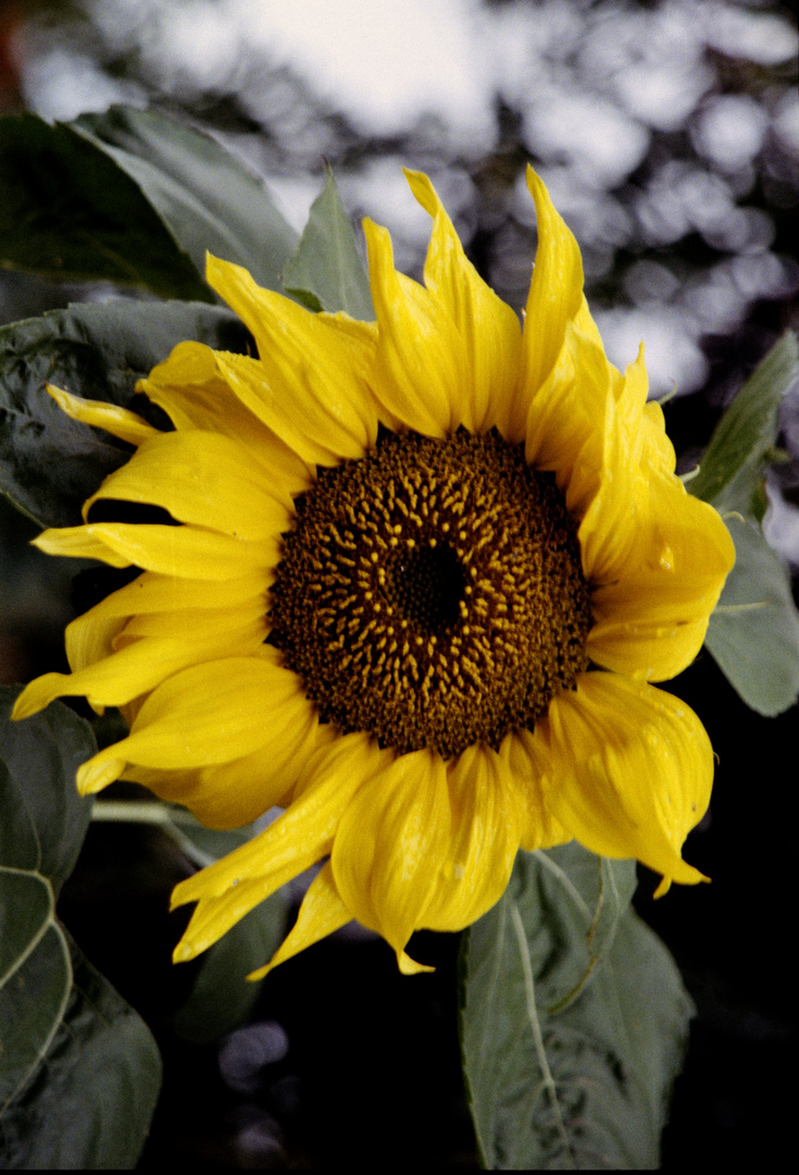 Sonnenblume