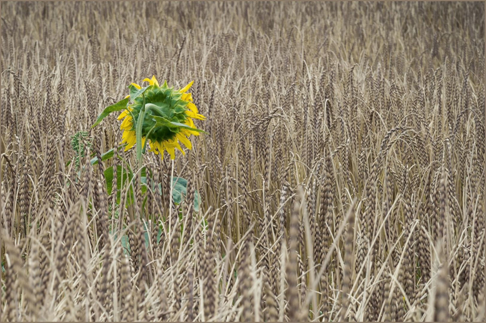 Sonnenblume