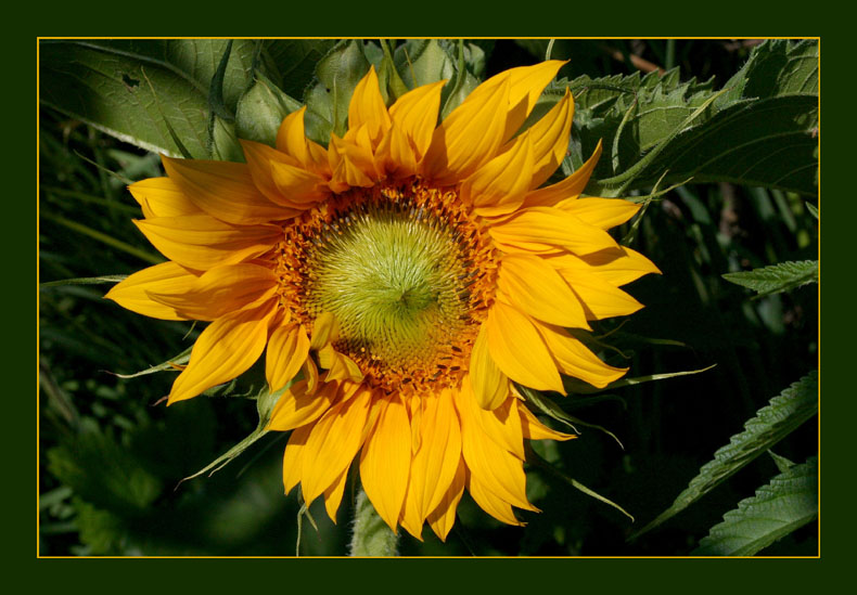 Sonnenblume