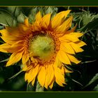 Sonnenblume