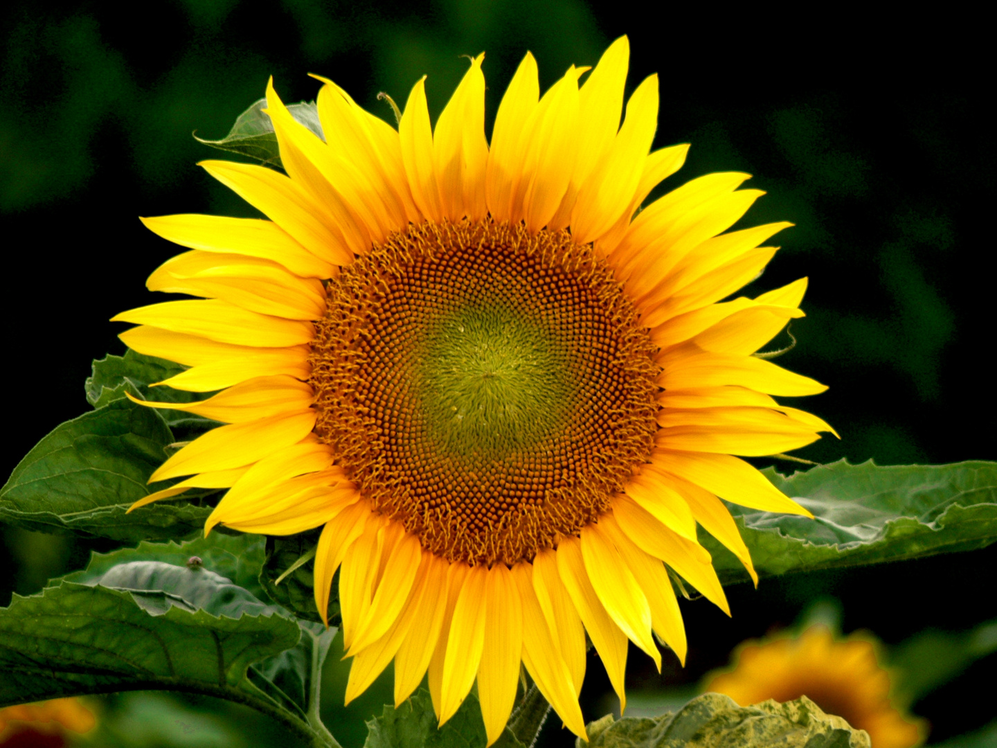 Sonnenblume