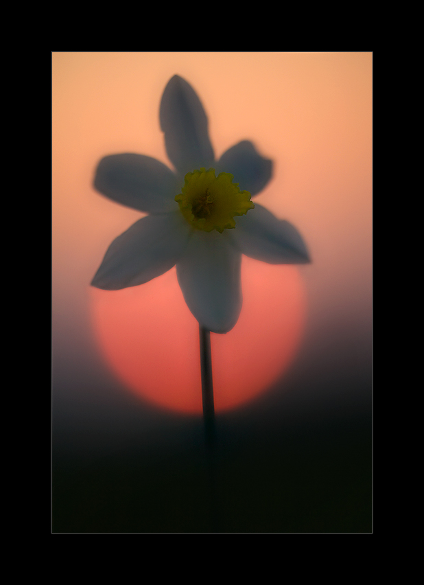 Sonnenblume