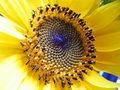 Sonnenblume von JWG-Photography