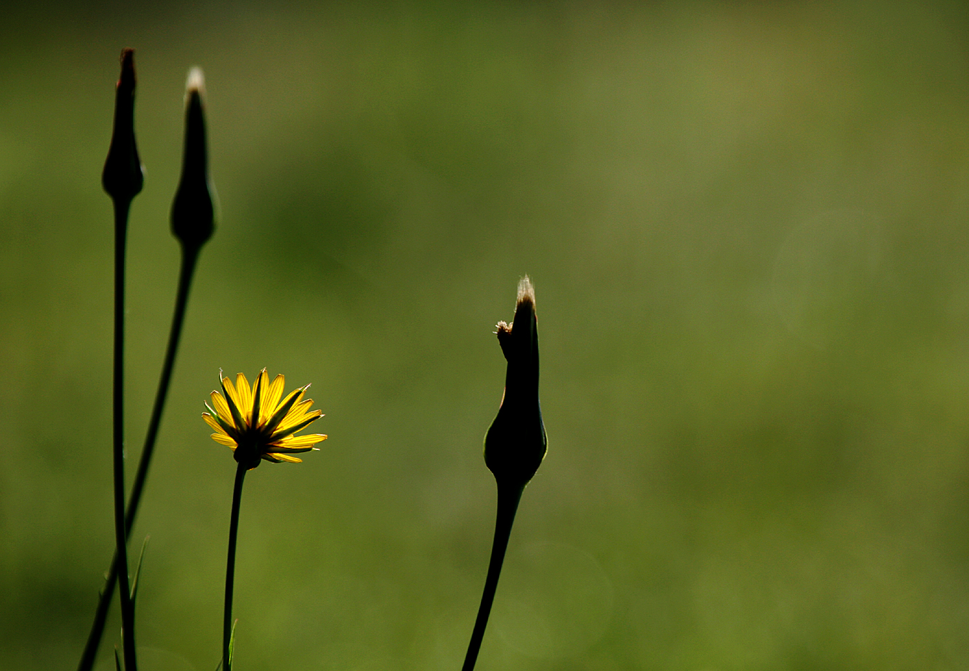 "Sonnen"blume