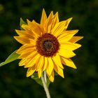 Sonnenblume