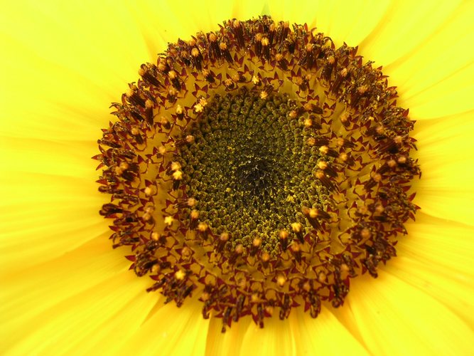 Sonnenblume