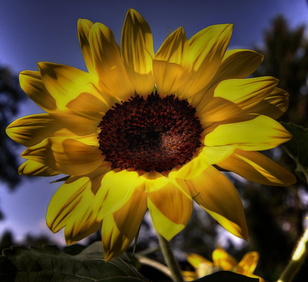 Sonnenblume