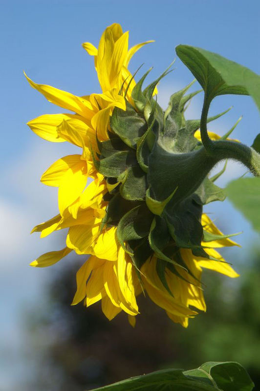 Sonnenblume