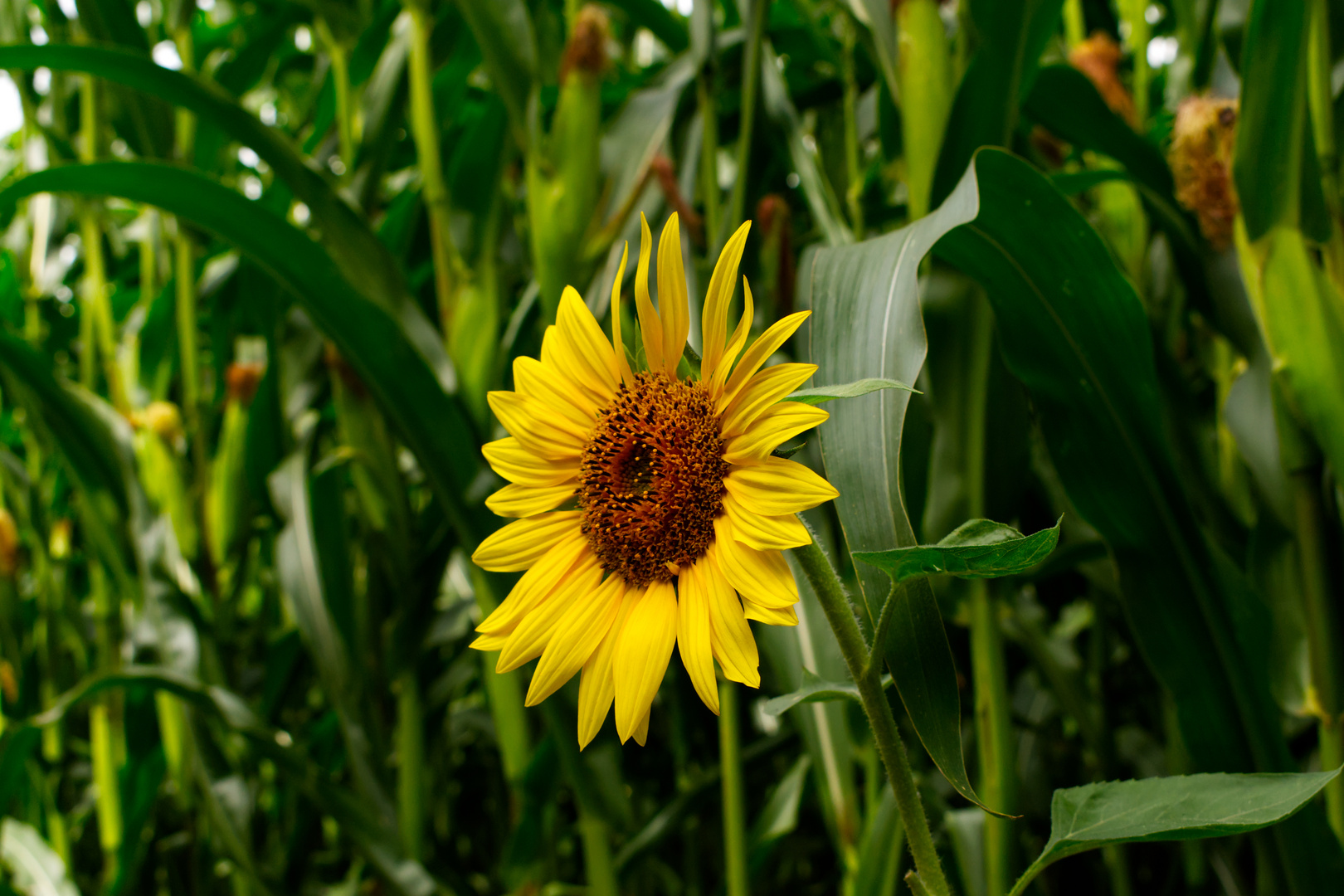 Sonnenblume