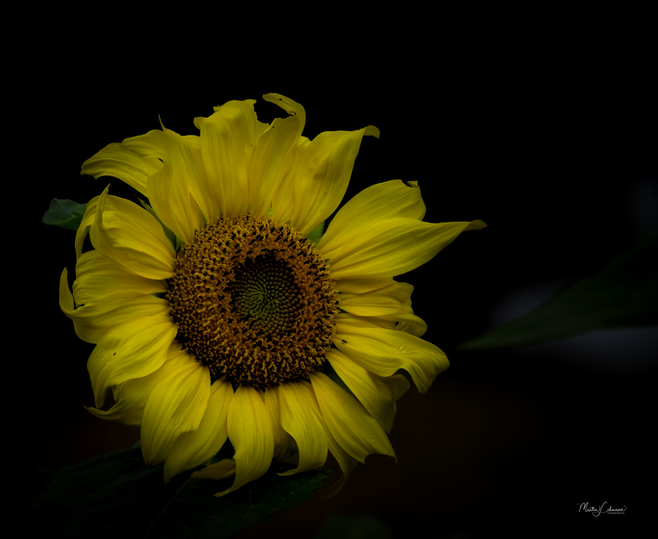 Sonnenblume #1