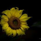 Sonnenblume #1