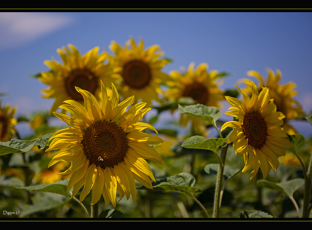 Sonnenblume 1