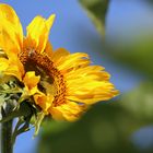 Sonnenblume-1