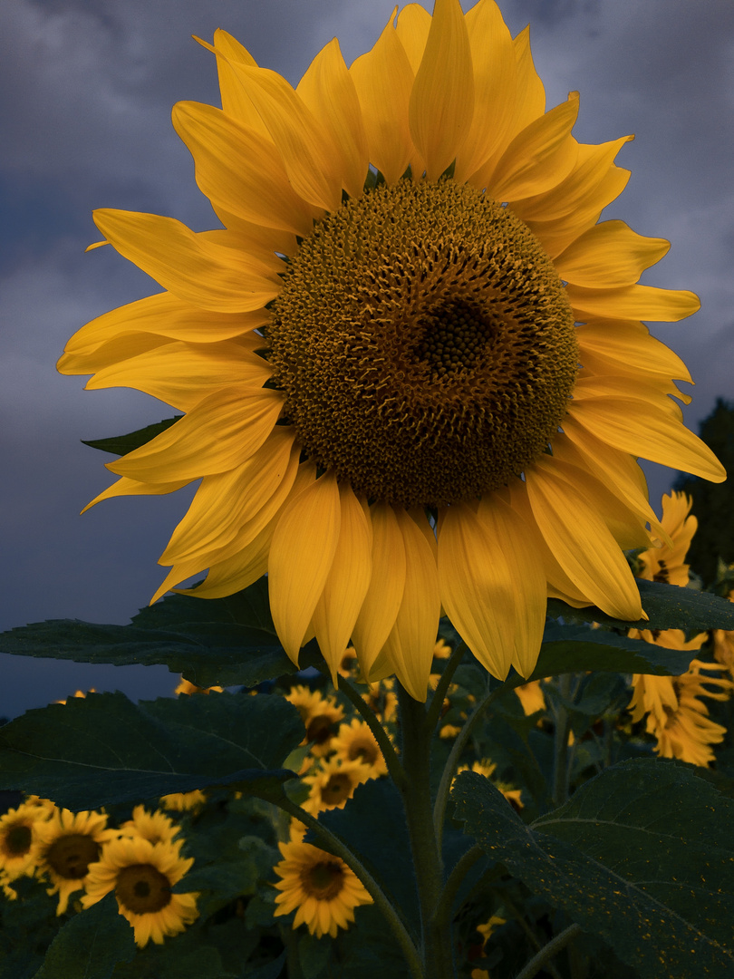 Sonnenblume 1