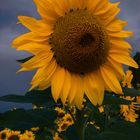 Sonnenblume 1