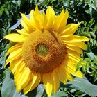 Sonnenblume 1