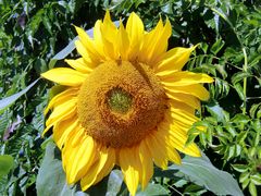 Sonnenblume 1