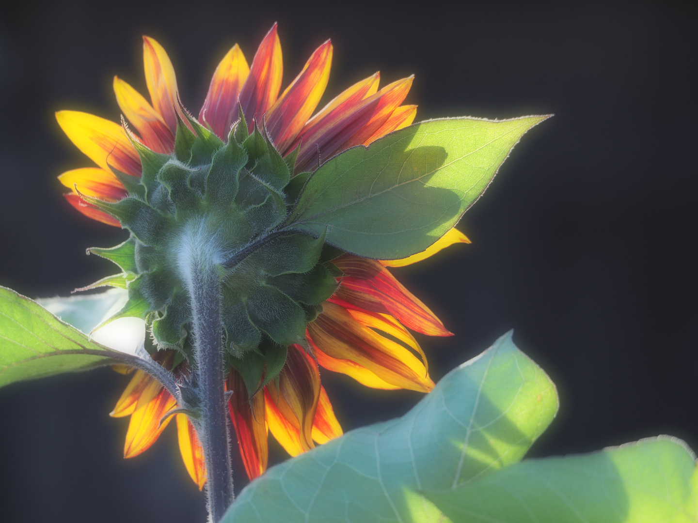 Sonnenblume 1