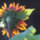 Sonnenblume 1